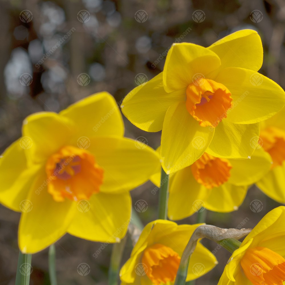 Daffodil Sealing Wax -MASTER-