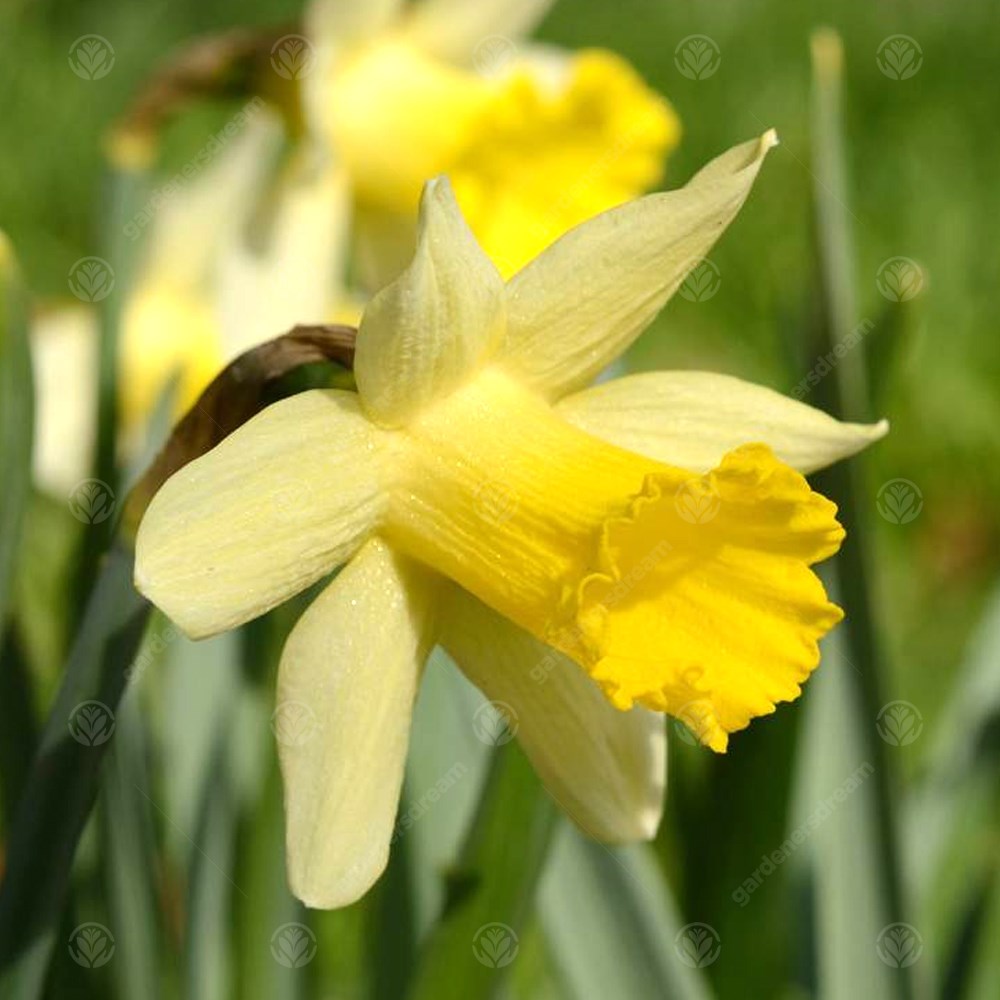Narcissus Topolino -MASTER-