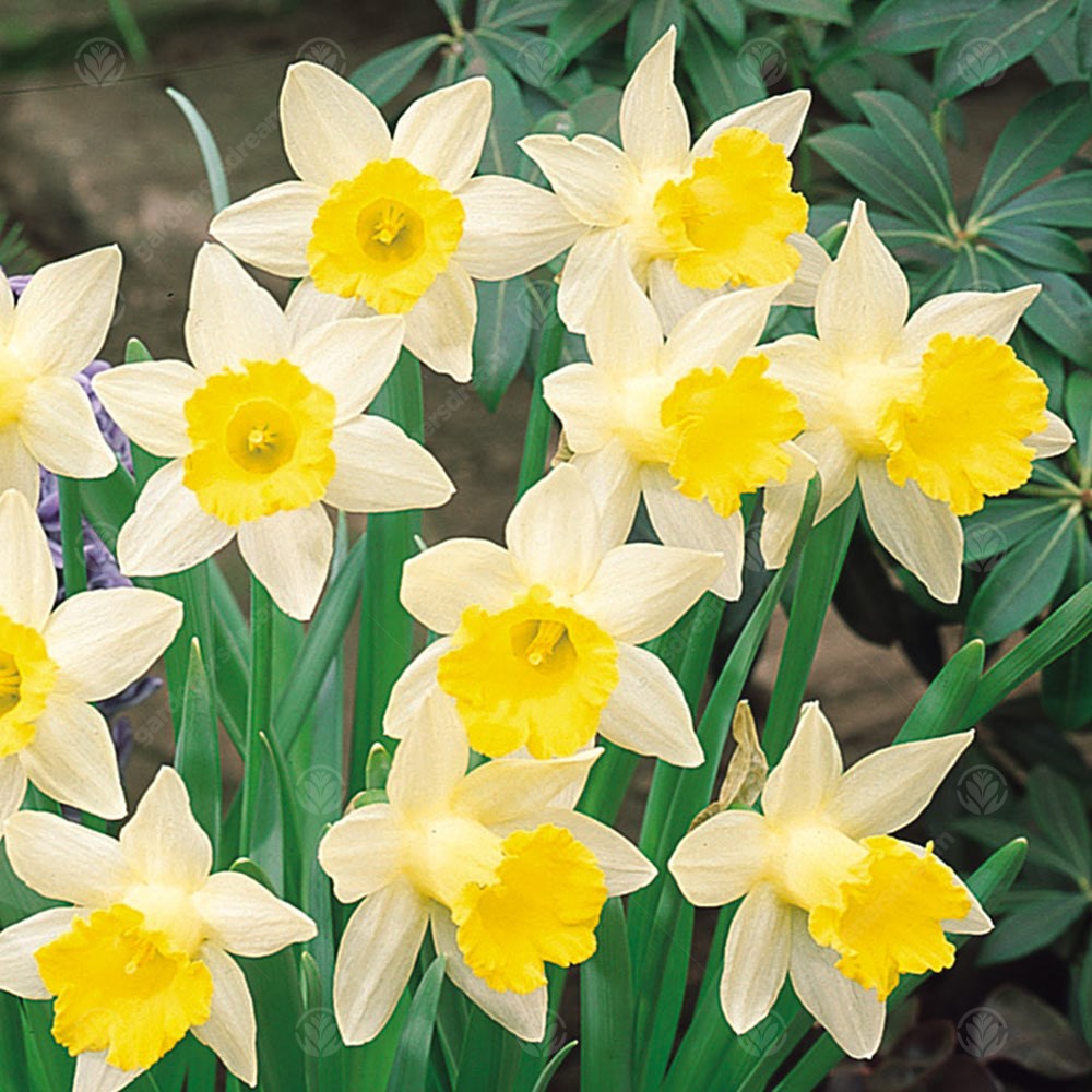 Narcissus Topolino -MASTER-