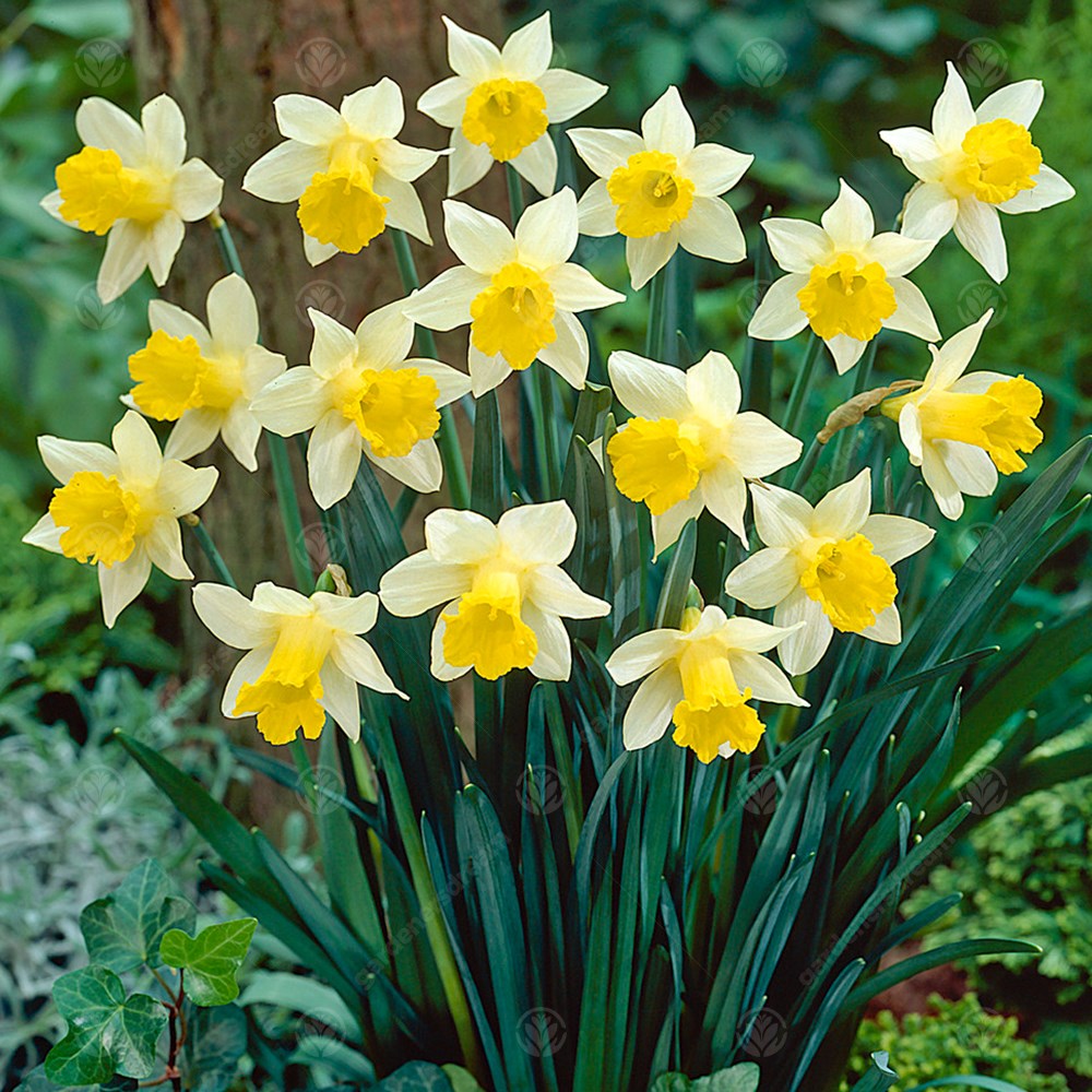 Narcissus Topolino -MASTER-