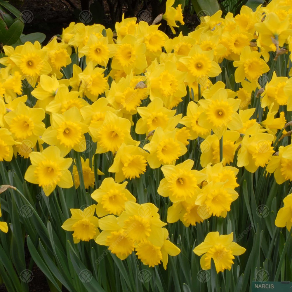 Daffodil Unsurpassable -MASTER-