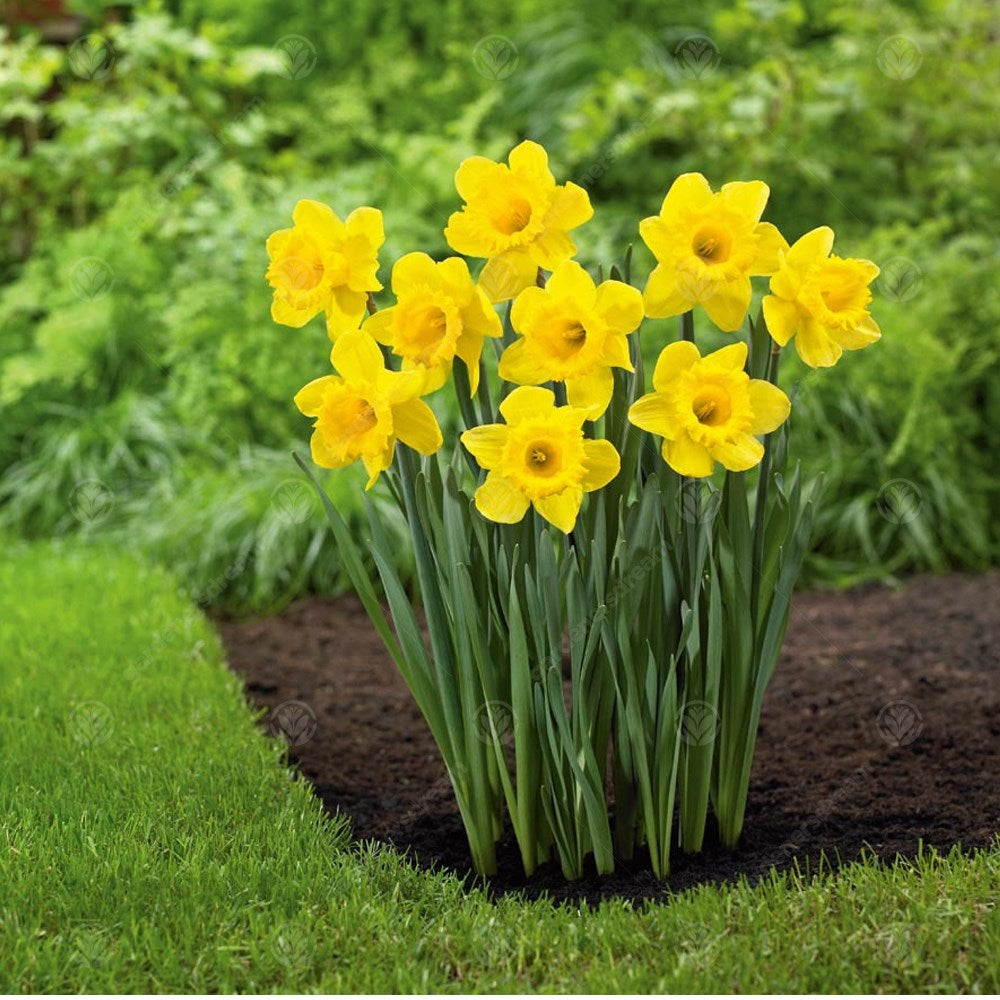 Daffodil Unsurpassable -MASTER-