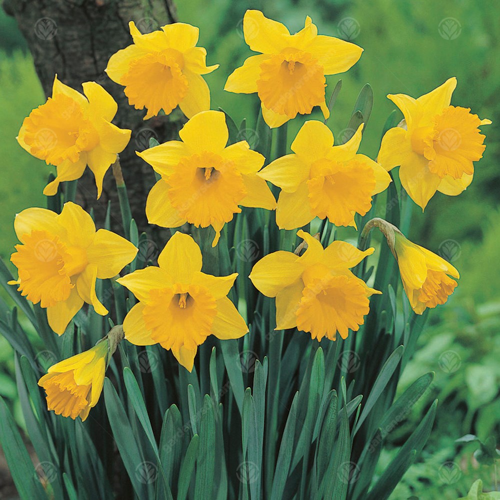 Daffodil Unsurpassable -MASTER-