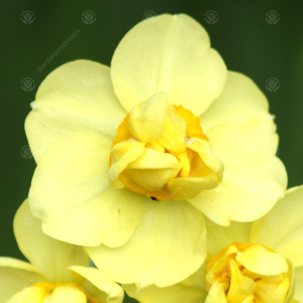 Daffodil Yellow Cheerfulness -MASTER-