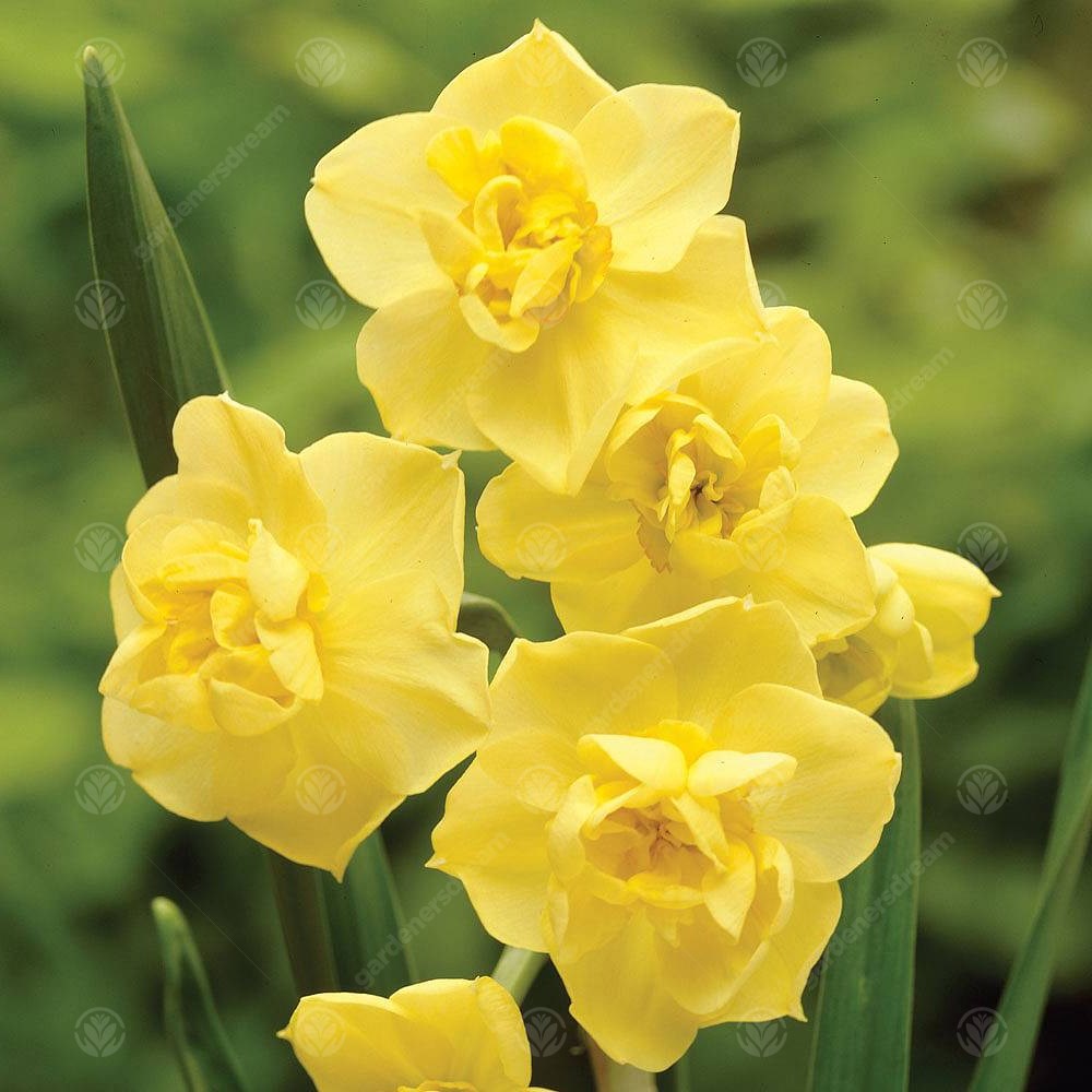 Daffodil Yellow Cheerfulness -MASTER-