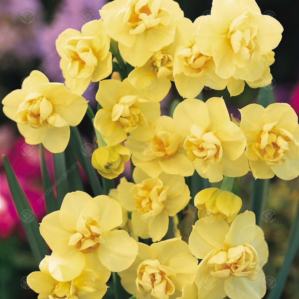 Daffodil Yellow Cheerfulness -MASTER-
