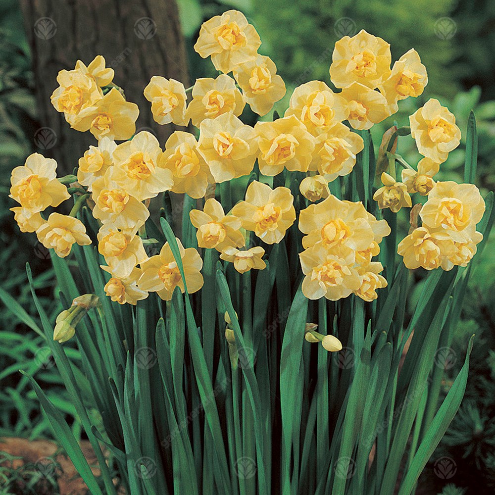 Daffodil Yellow Cheerfulness -MASTER-