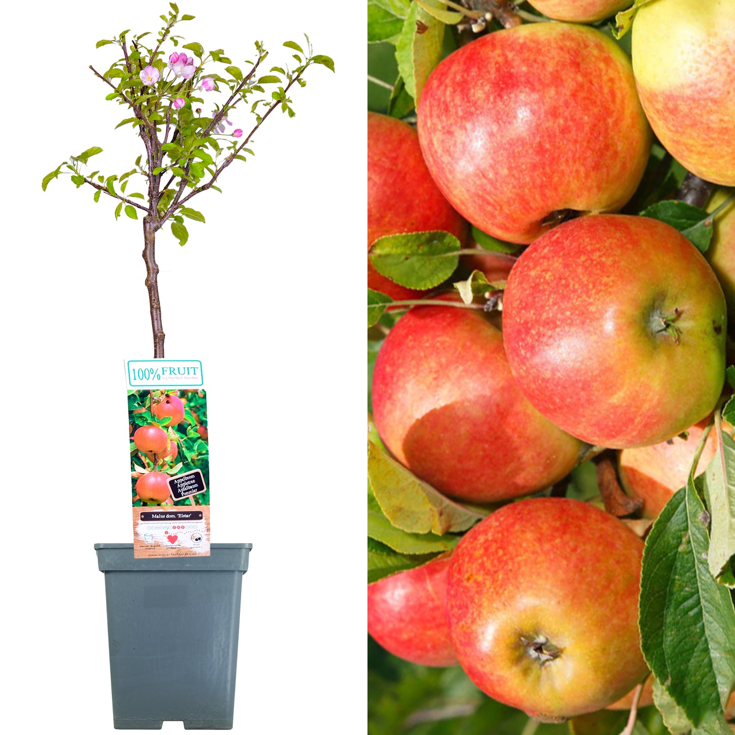 Patio Fruit Trees