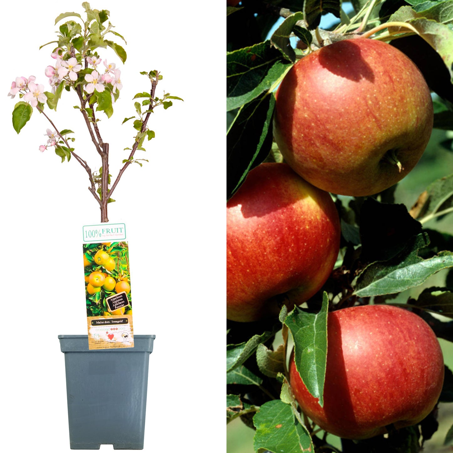 Patio Fruit Trees