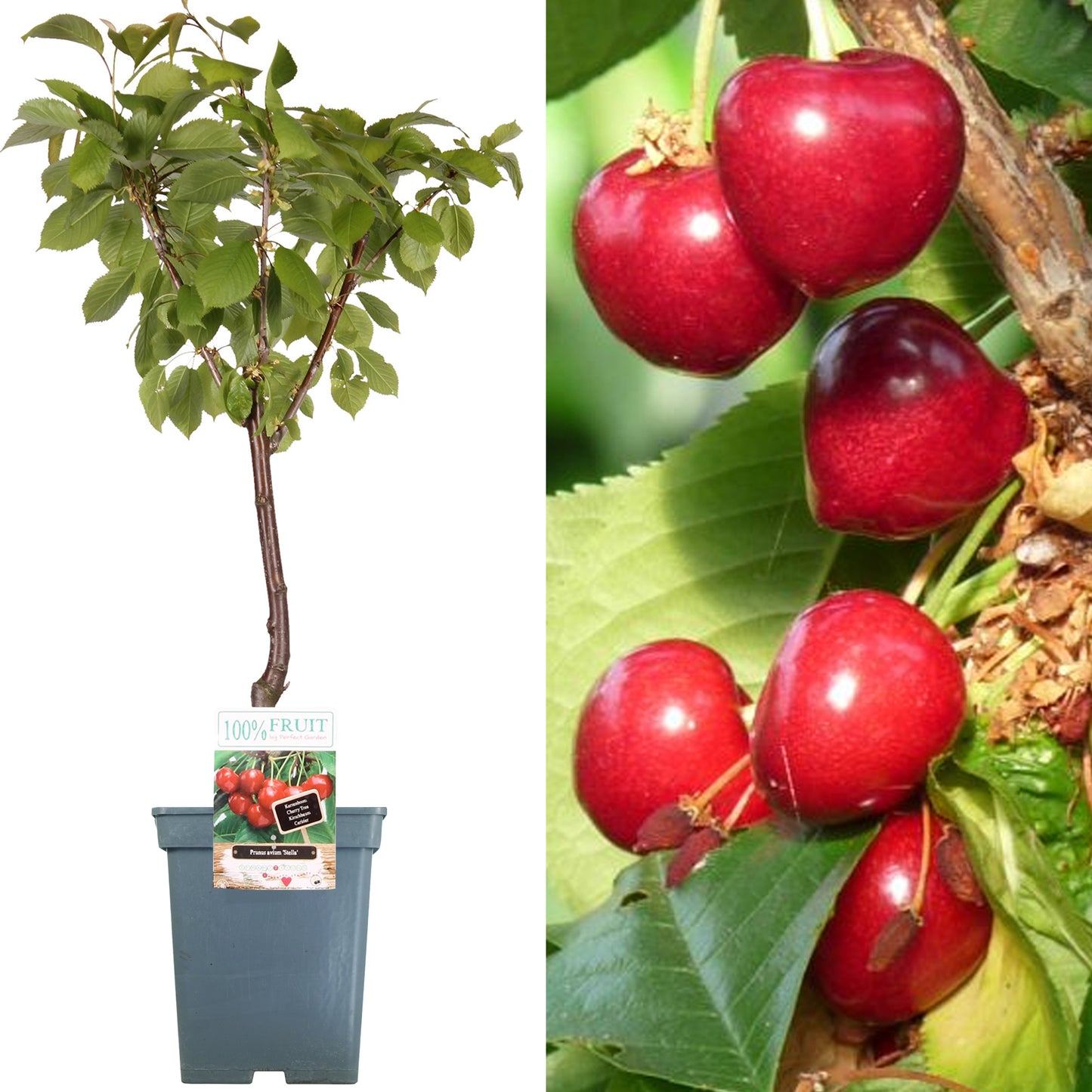 Patio Fruit Trees