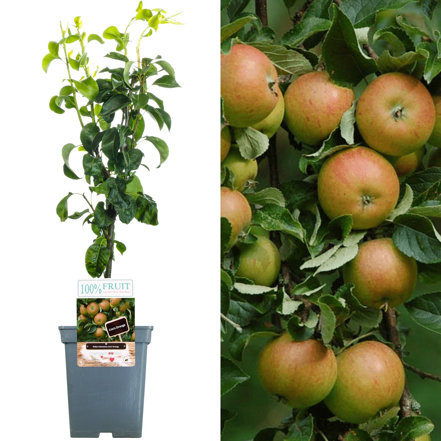 Patio Fruit Trees