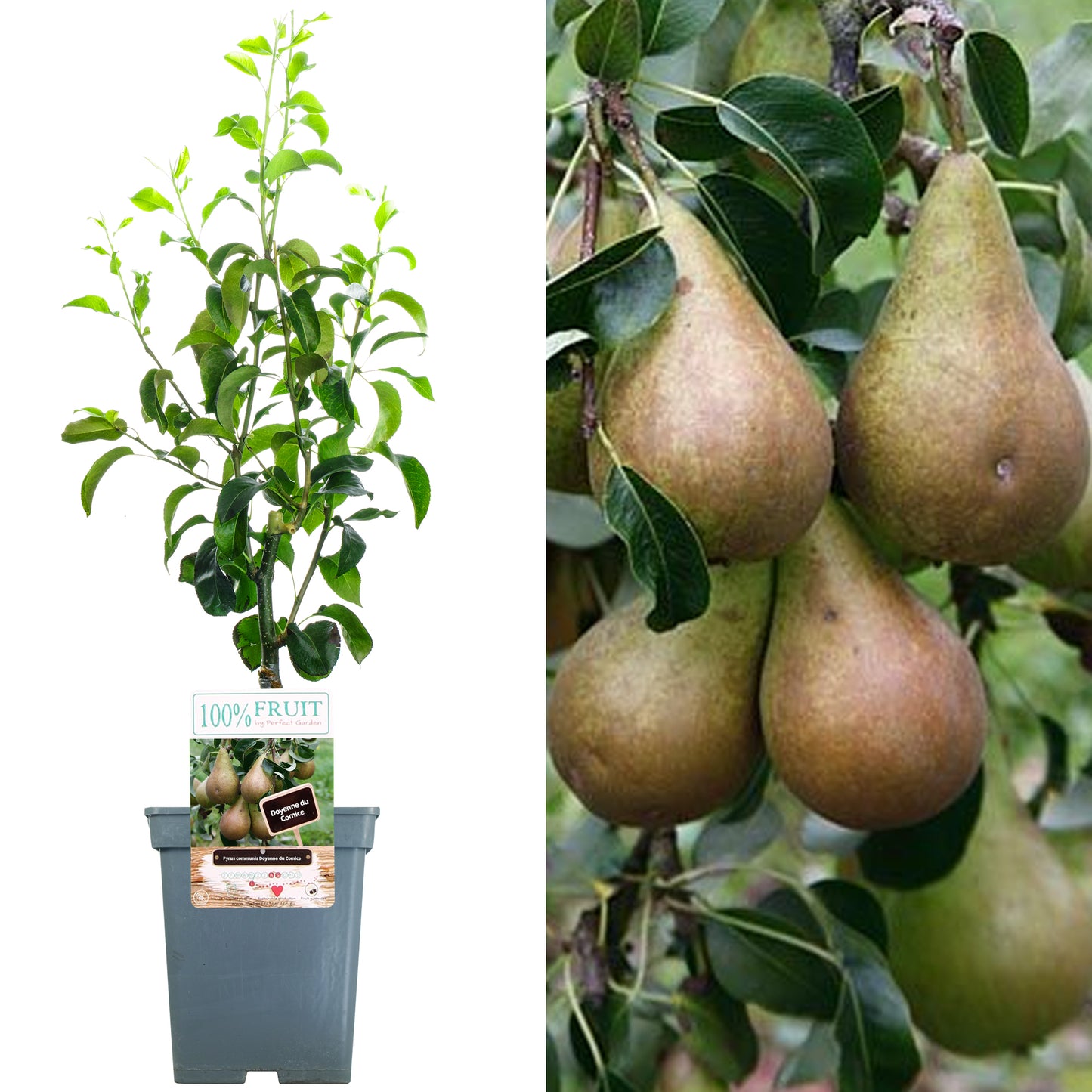 Patio Fruit Trees