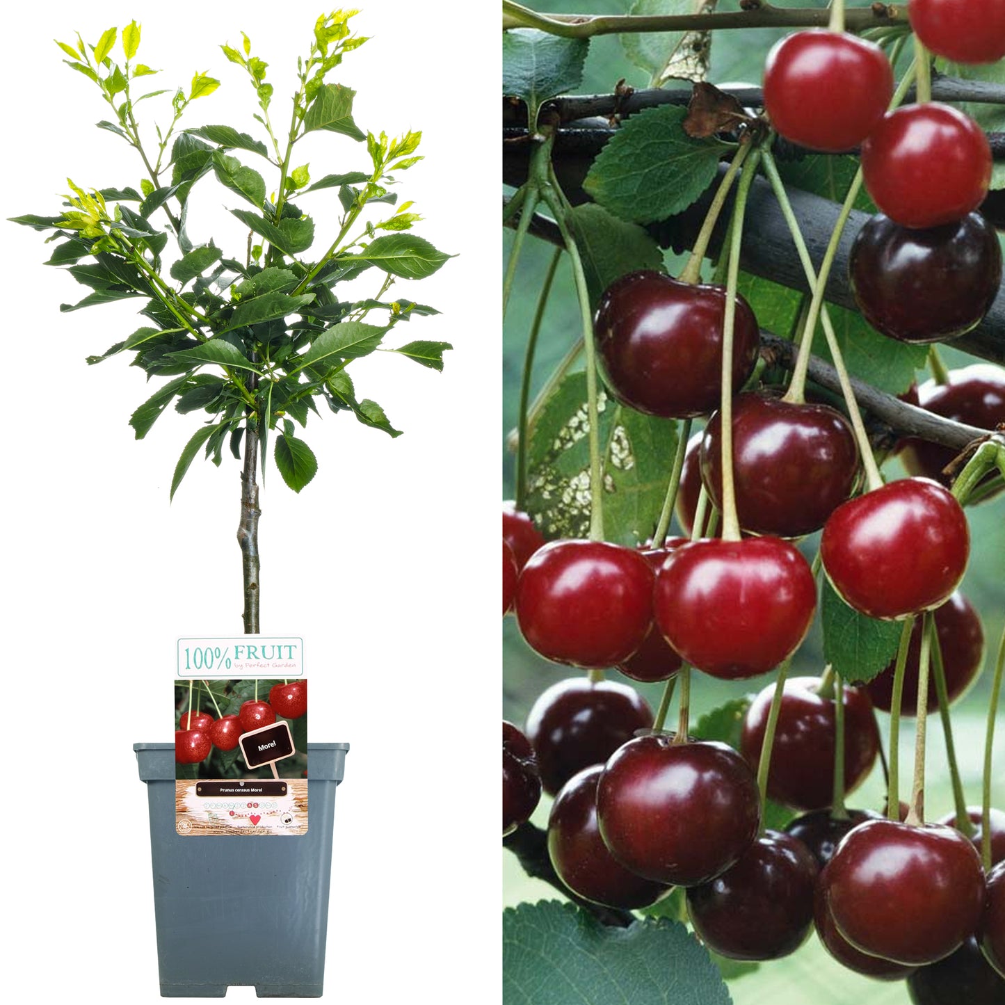 Patio Fruit Trees