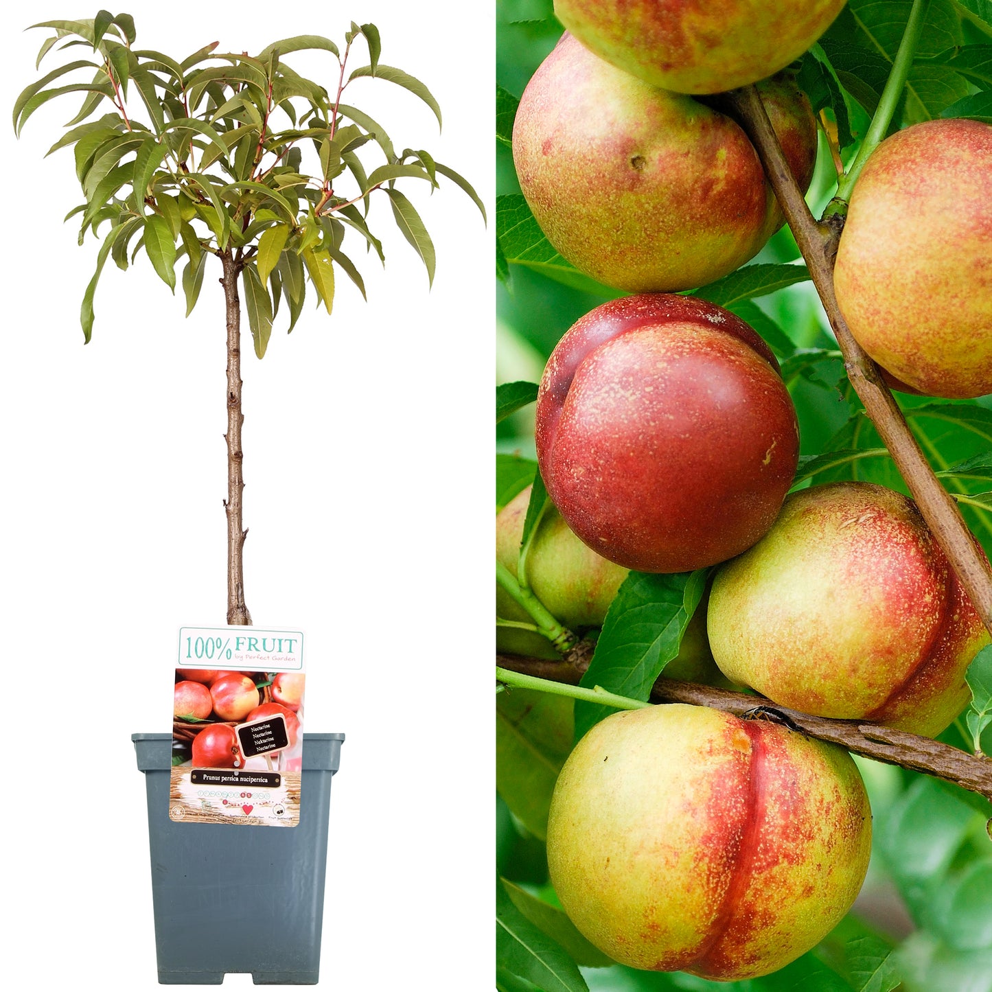 Patio Fruit Trees