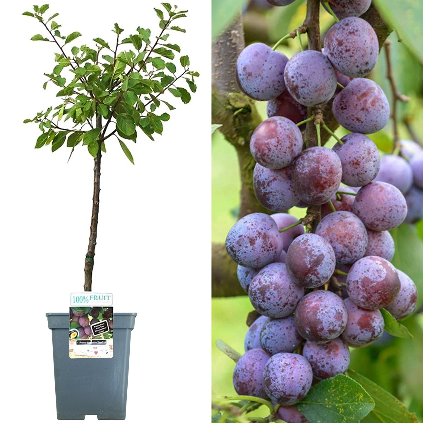 Patio Fruit Trees