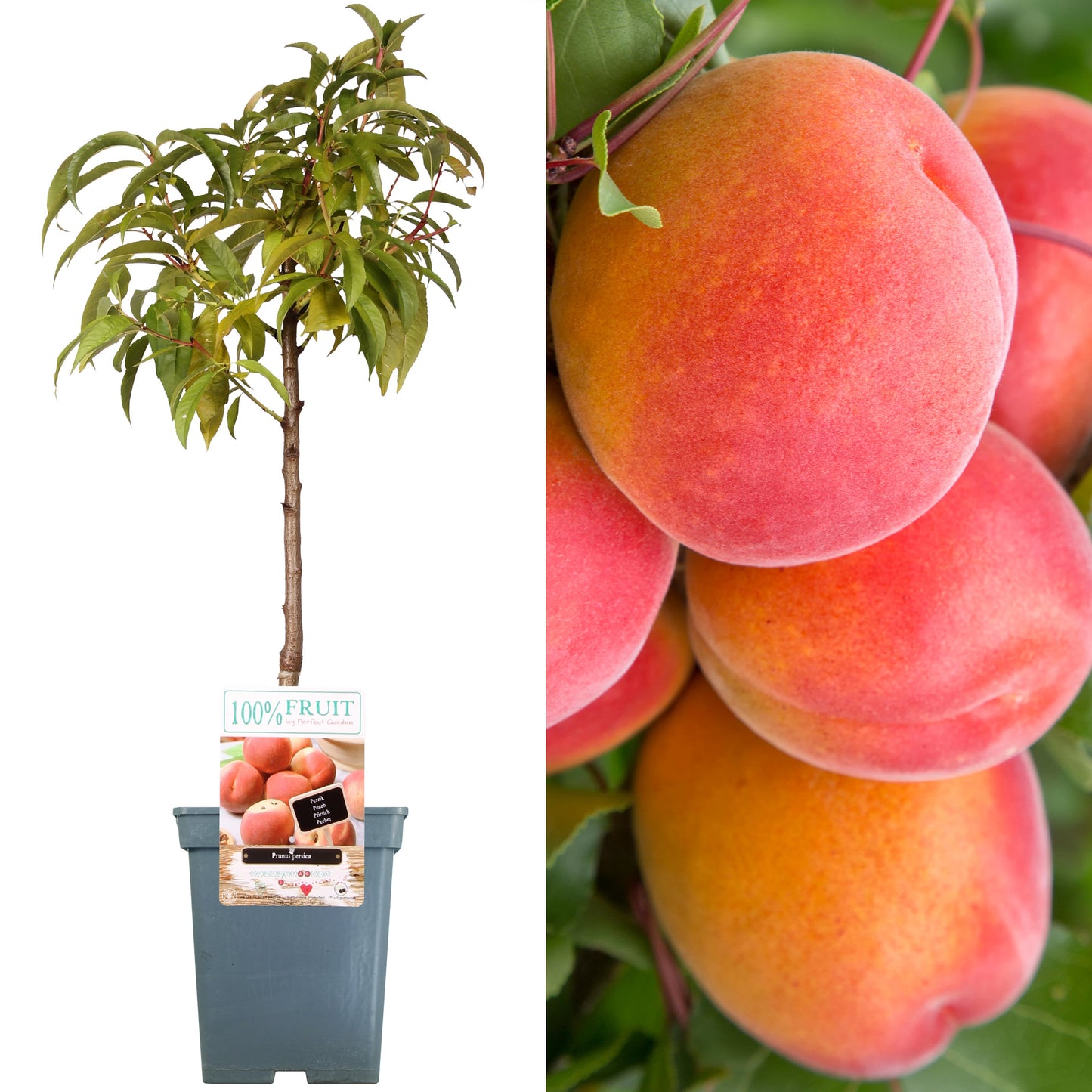 Patio Fruit Trees