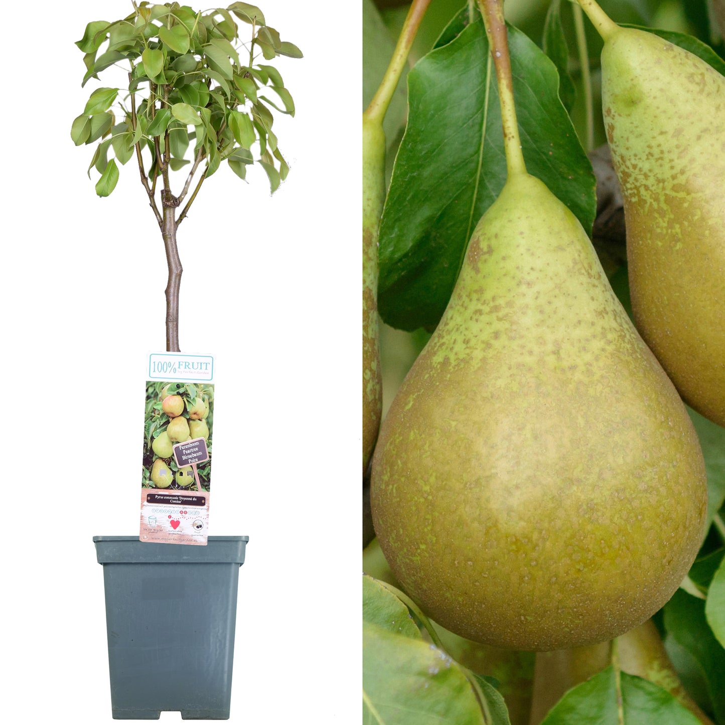 Patio Fruit Trees