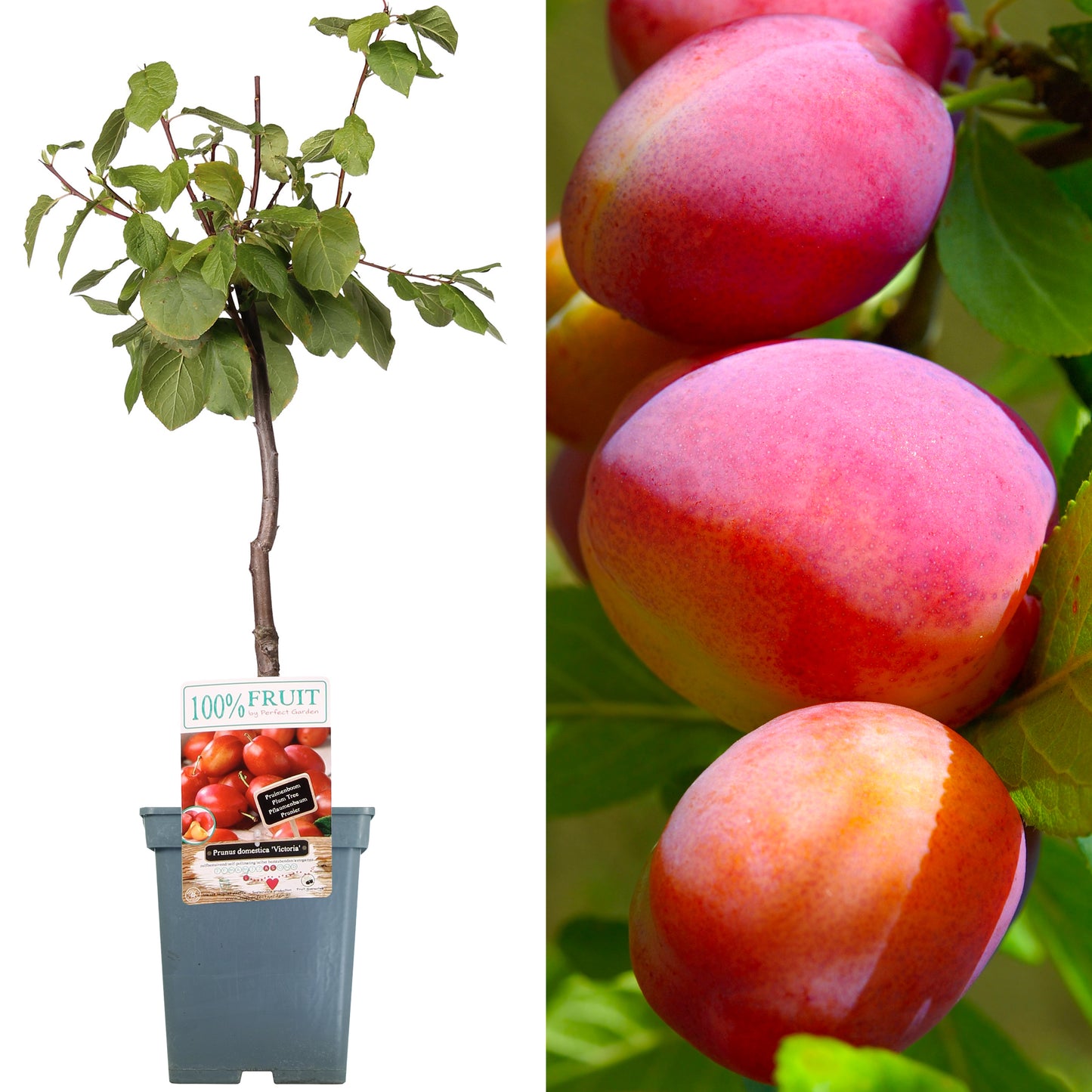 Patio Fruit Trees