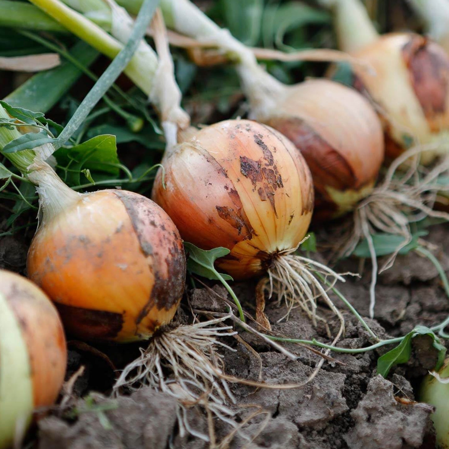 Vegetable - Onion Hyfort