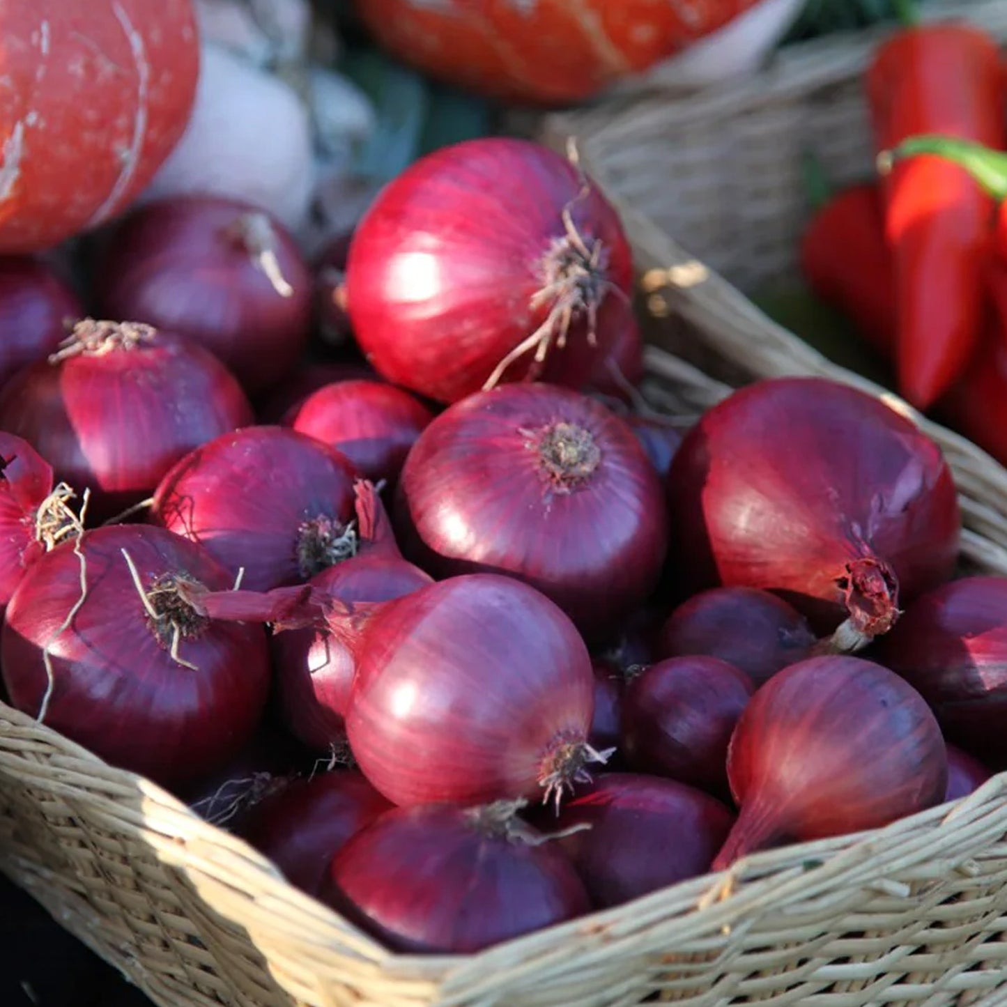 Vegetable - Onion Red Baron