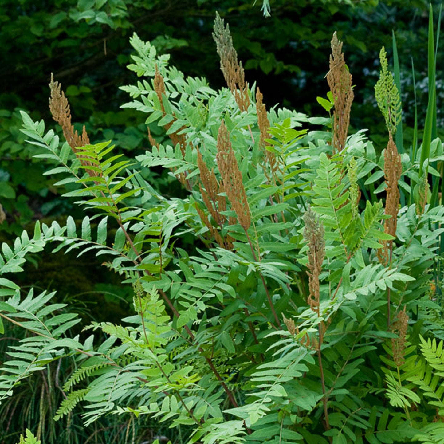 Osmunda Purpurascens