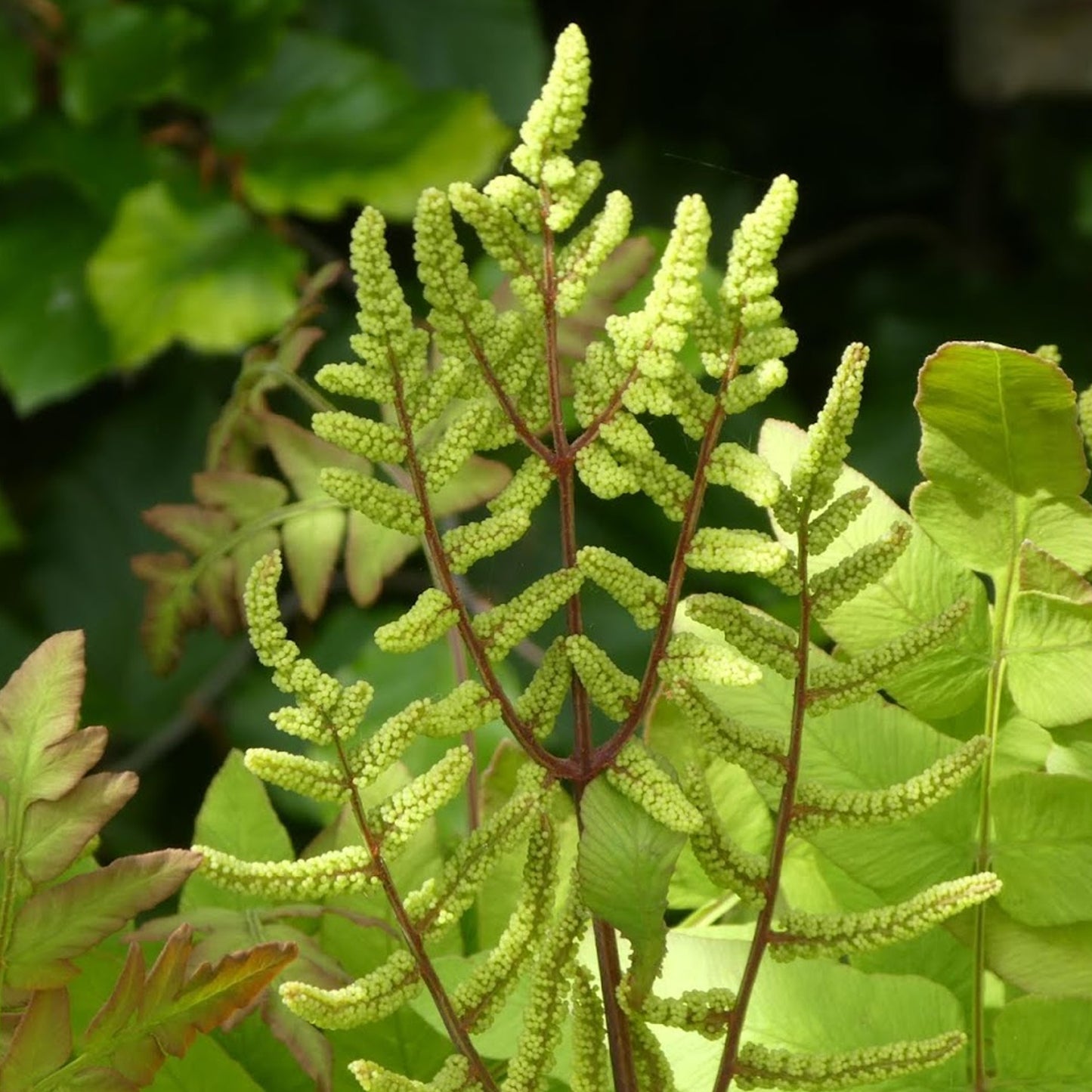 Osmunda Purpurascens