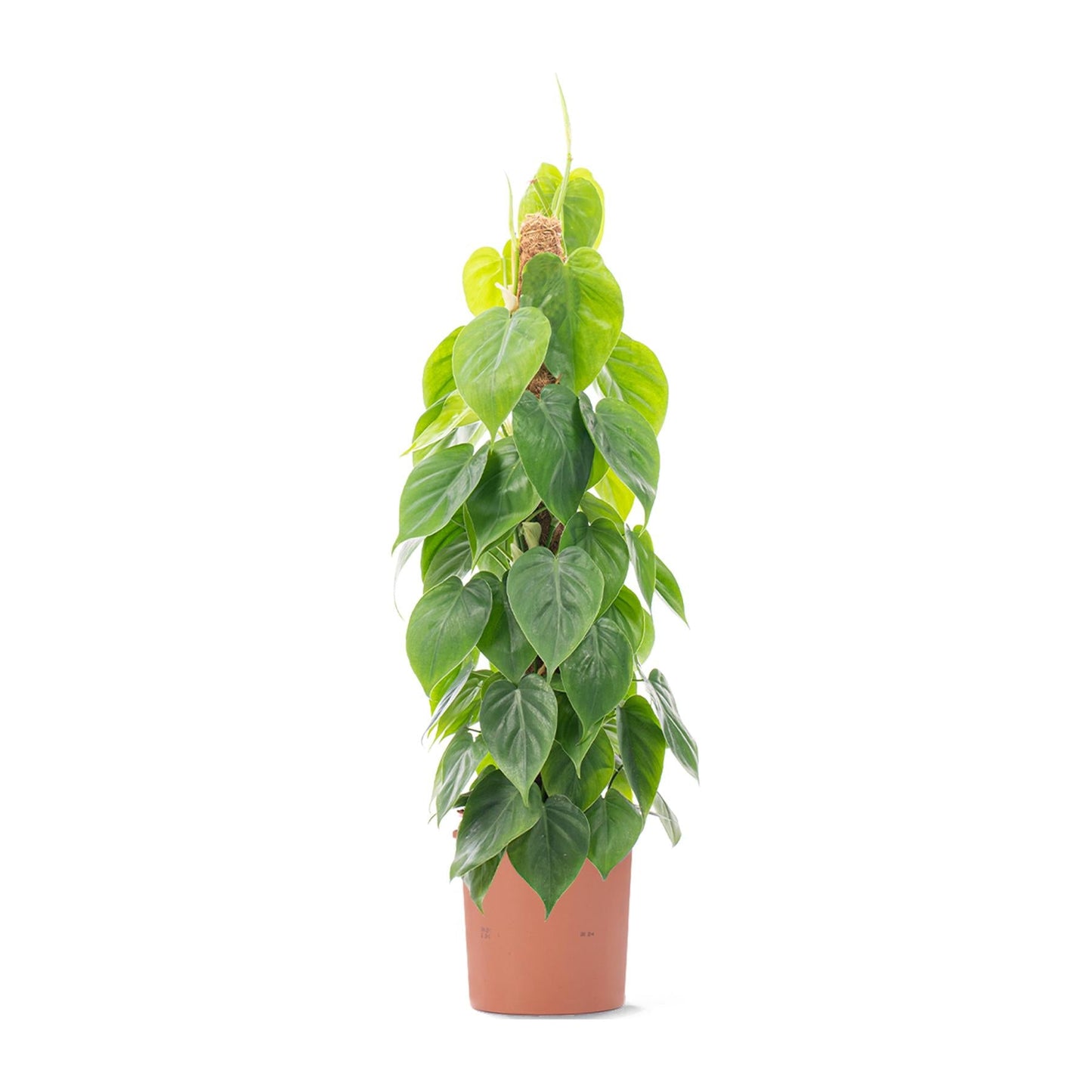 Philodendron scandens