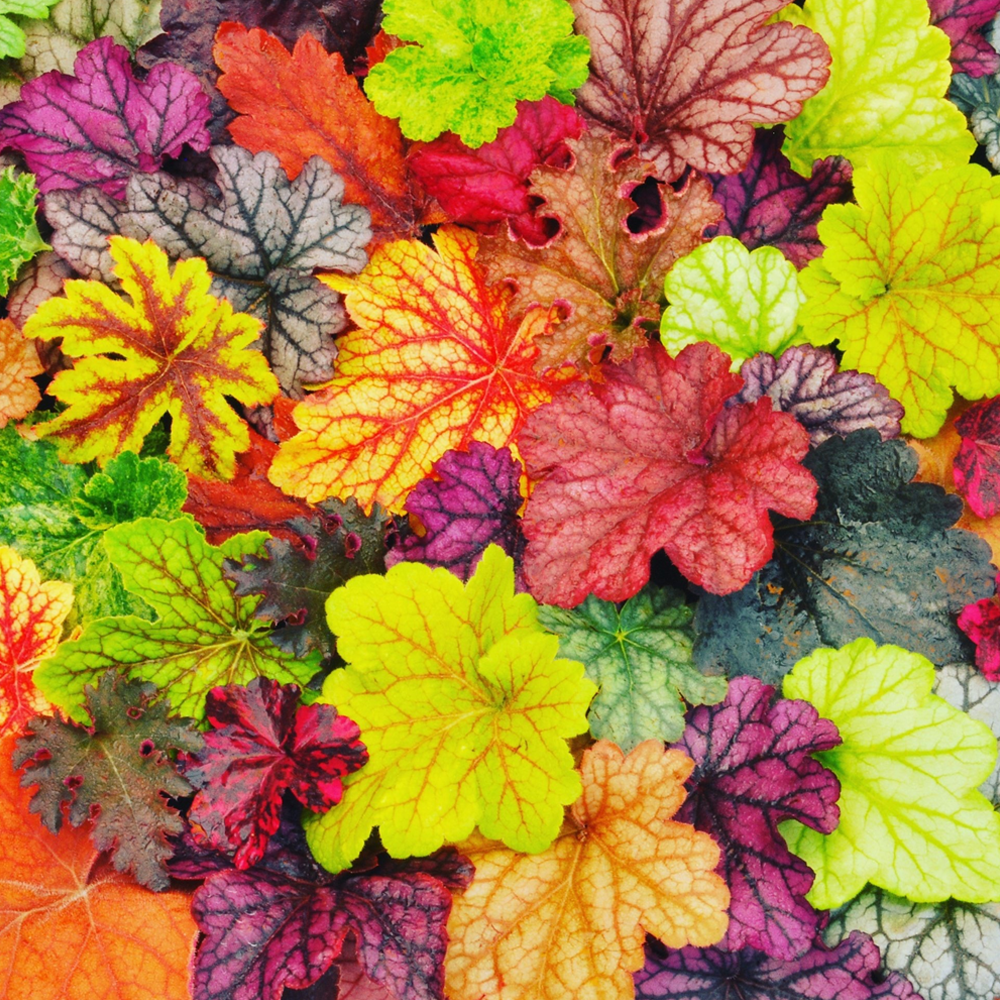 Heuchera