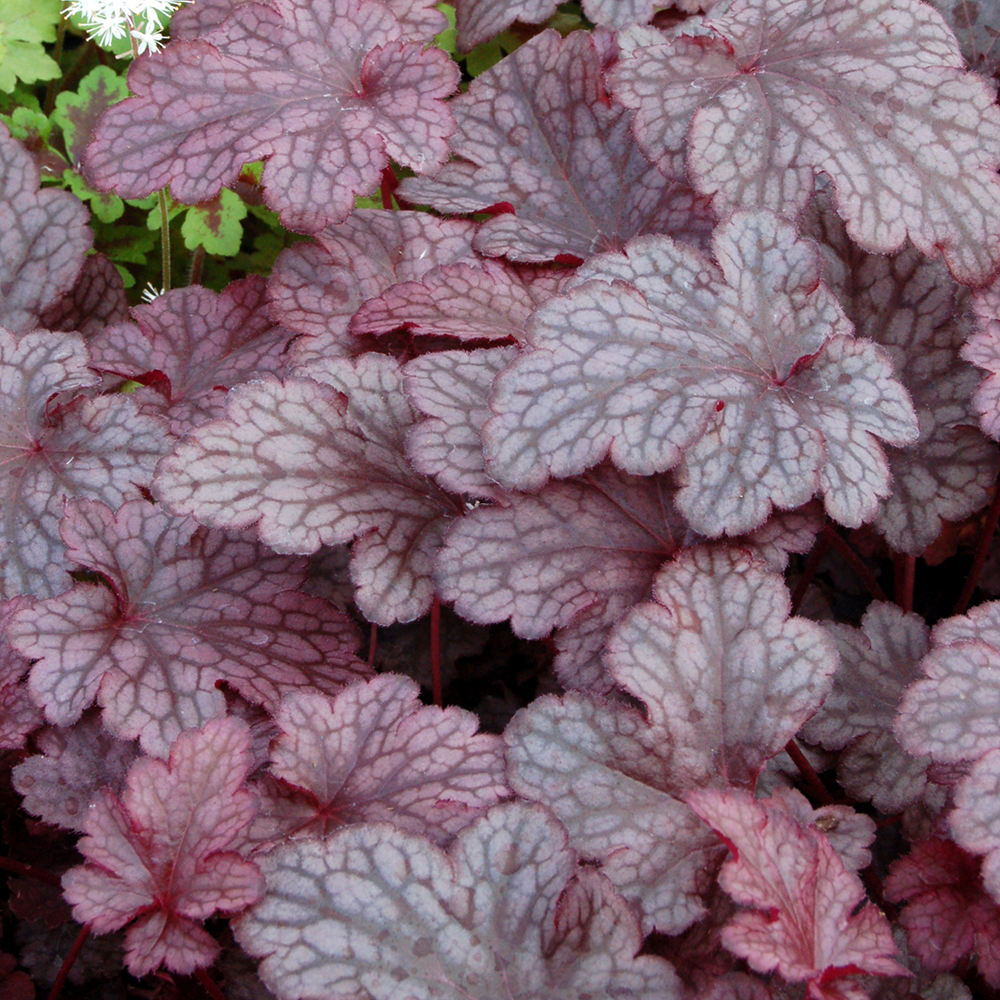 Heuchera
