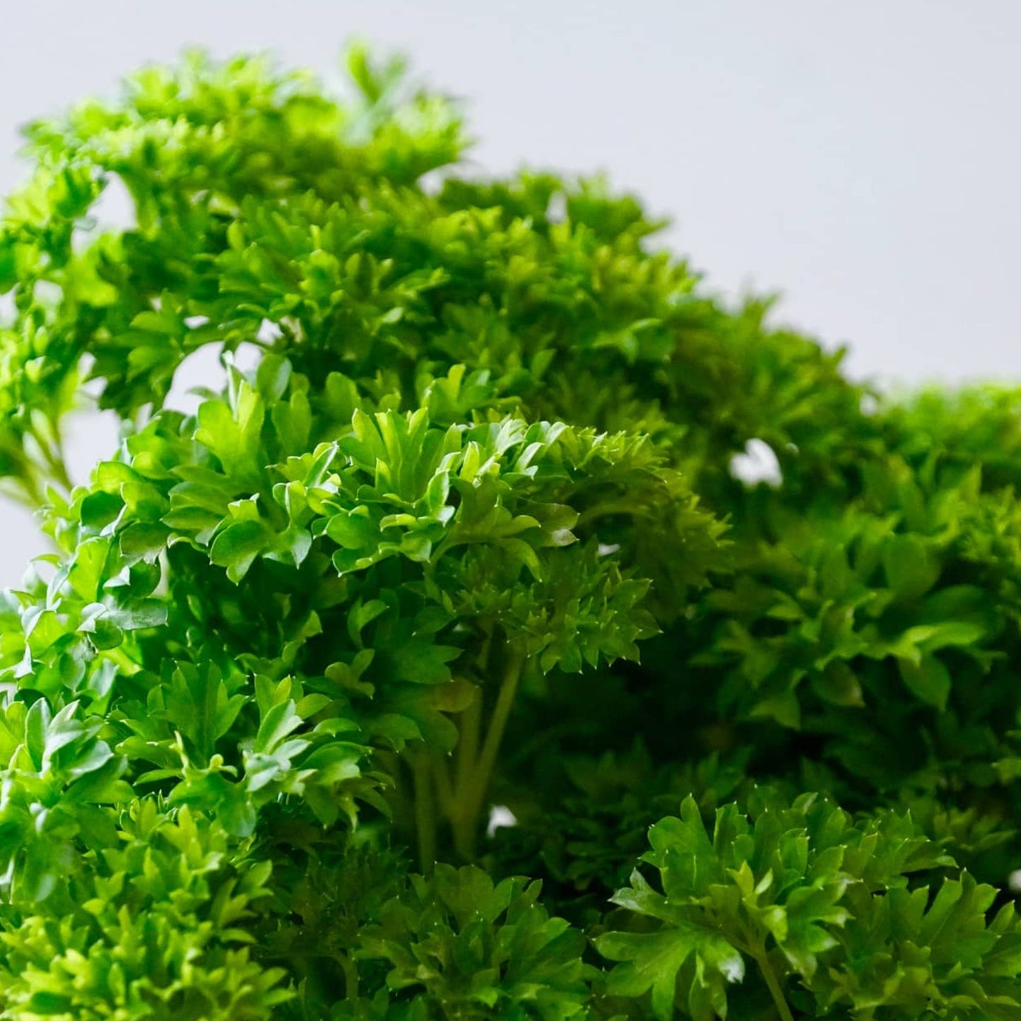 Vegetable - Parsley Curly