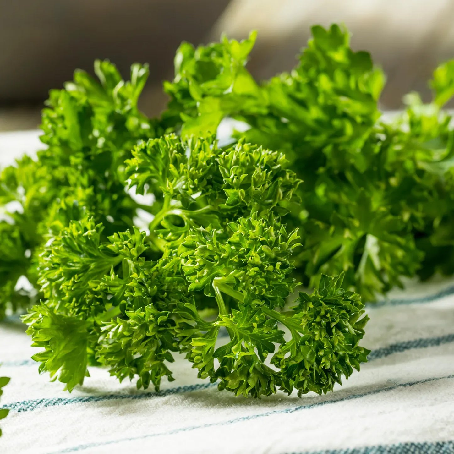 Vegetable - Parsley Curly