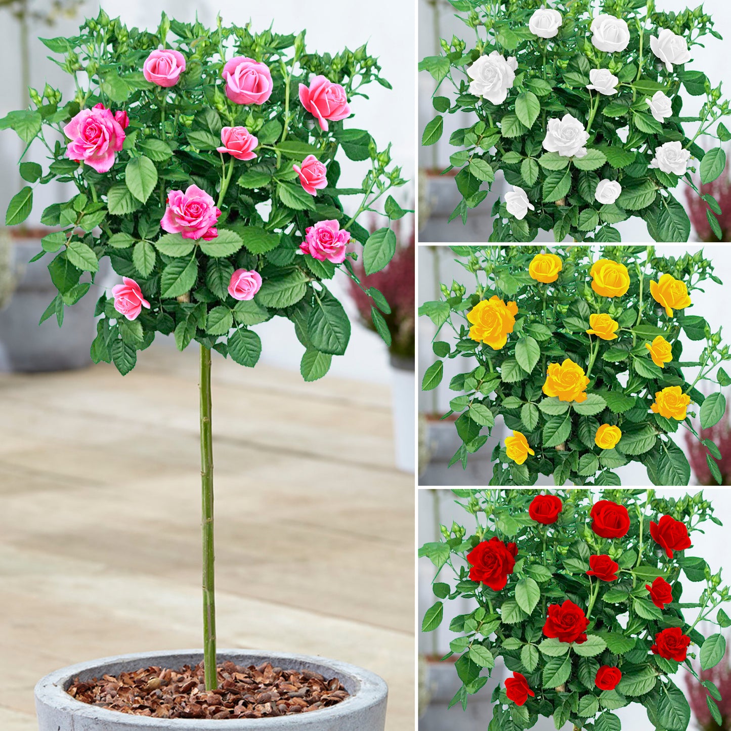 Patio Roses