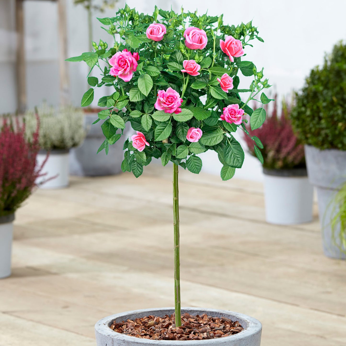 Patio Roses