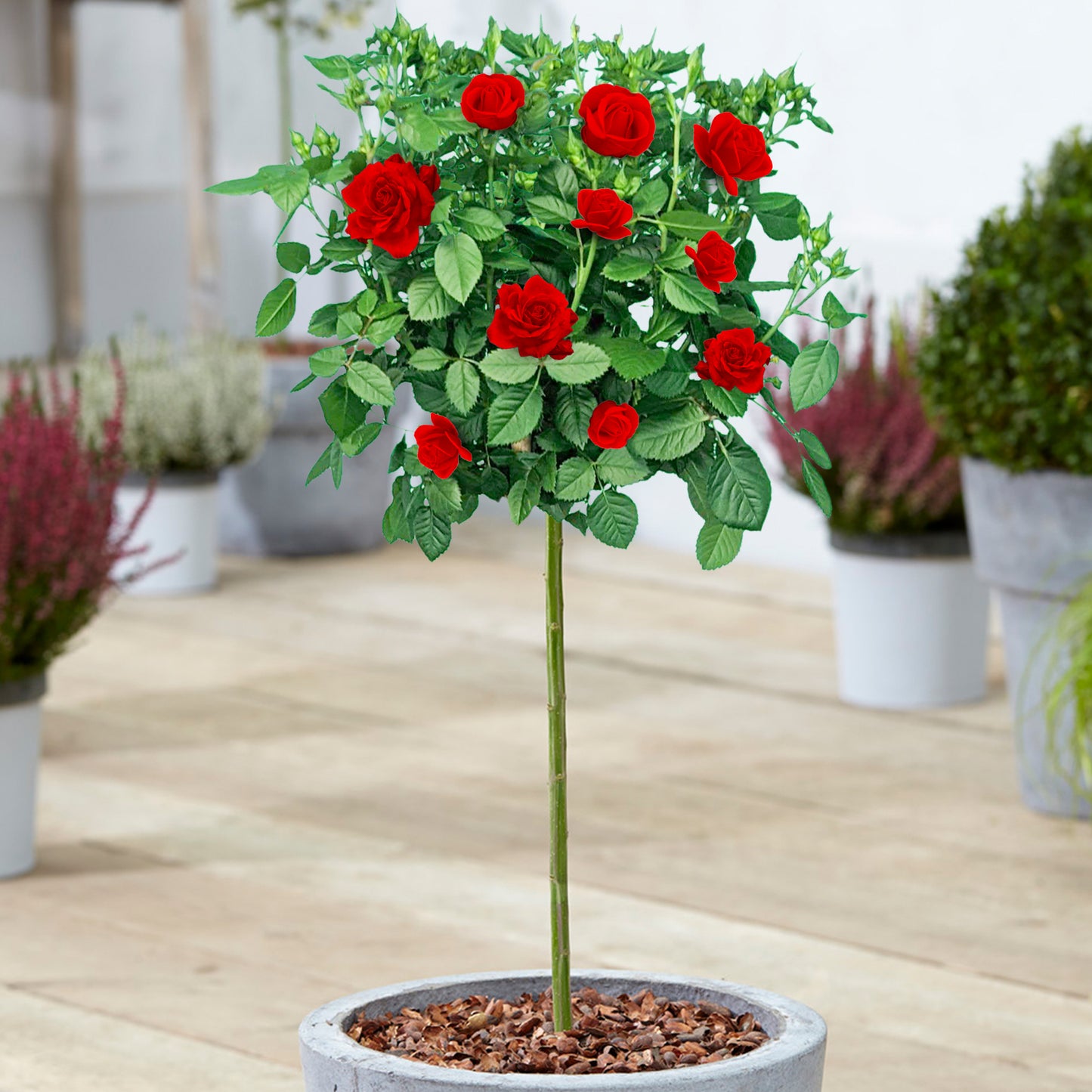 Patio Roses