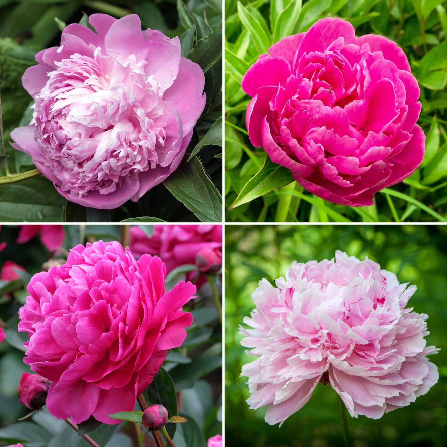 Peony Collection (2L)
