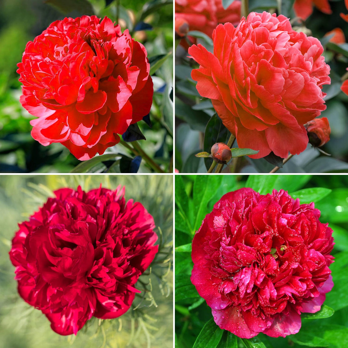 Peony Collection (2L)