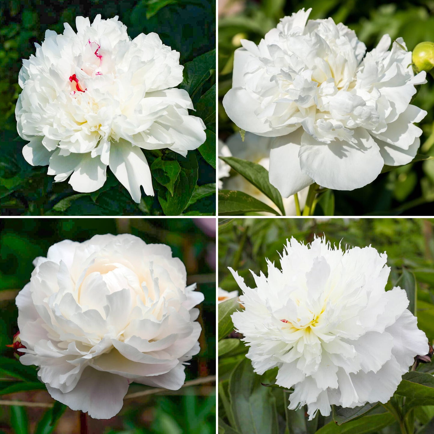 Peony Collection (2L)