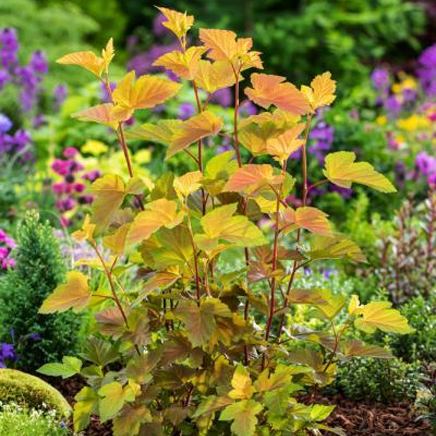 Physocarpus Magic Ball