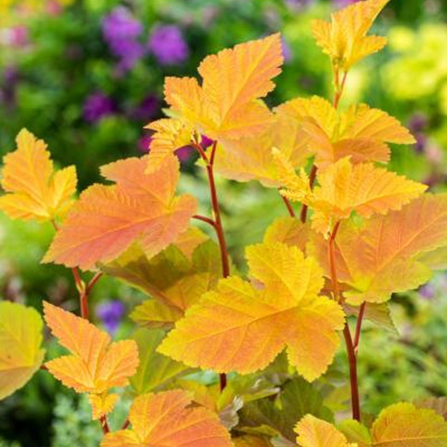 Physocarpus Magic Ball