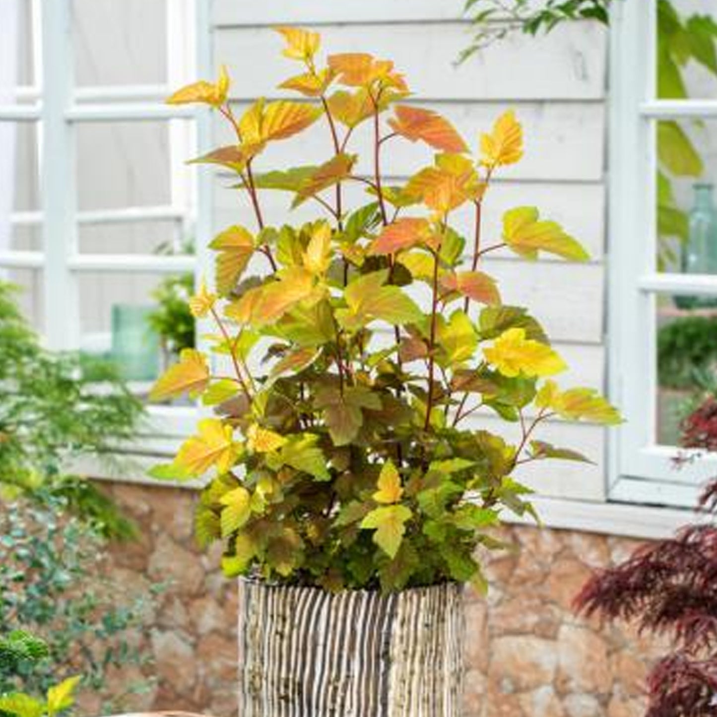 Physocarpus Magic Ball
