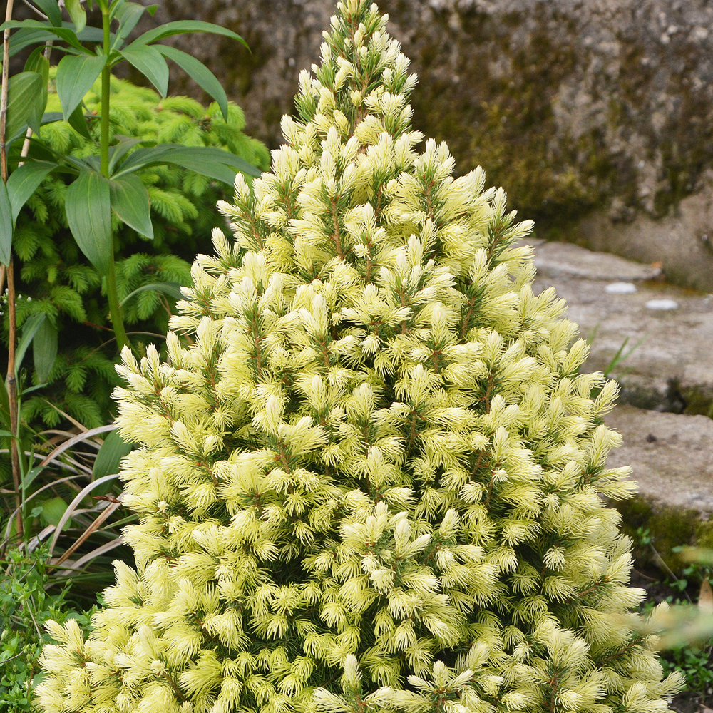 Conifer Mix (9cm, Pack of 10)