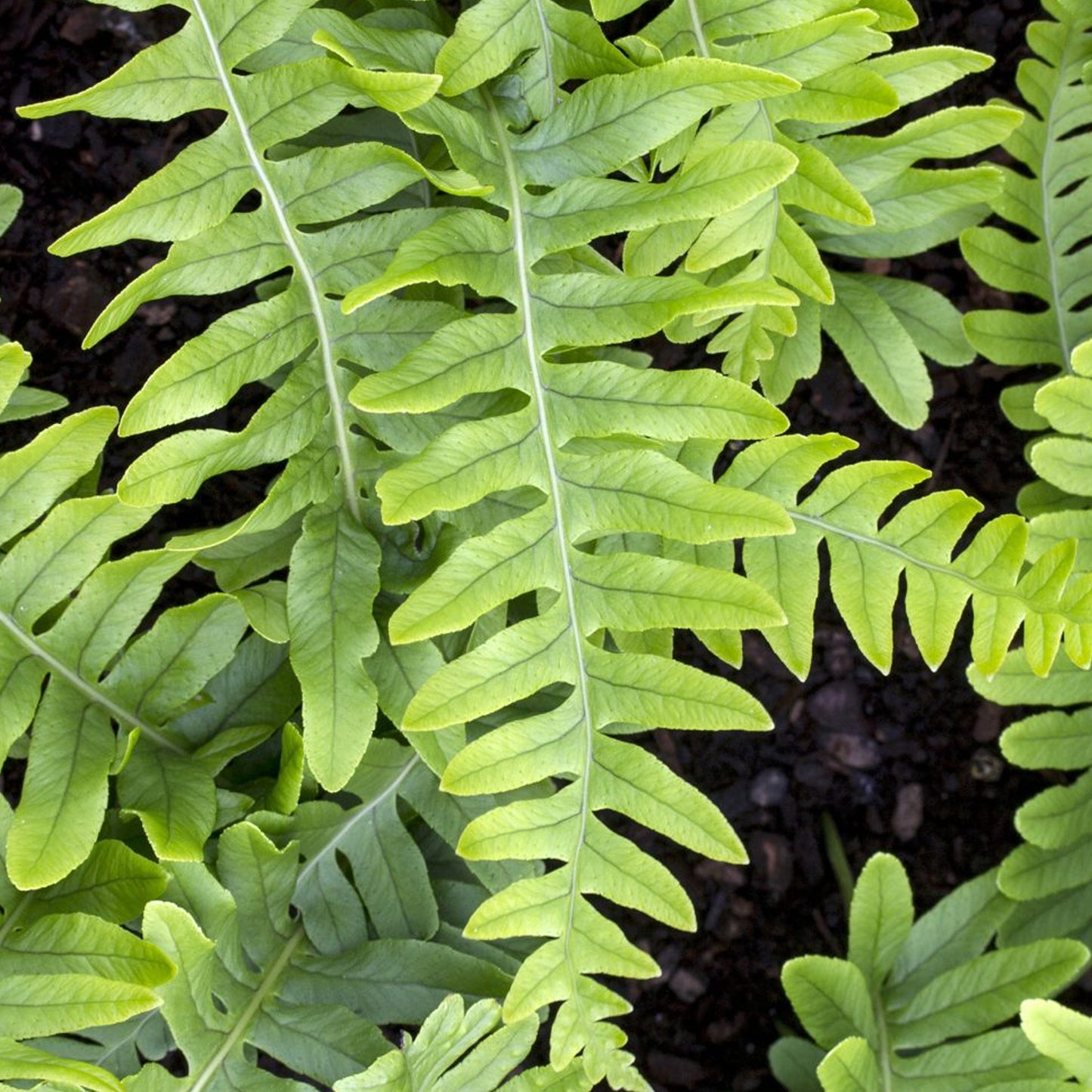 Polypodium Vulgare