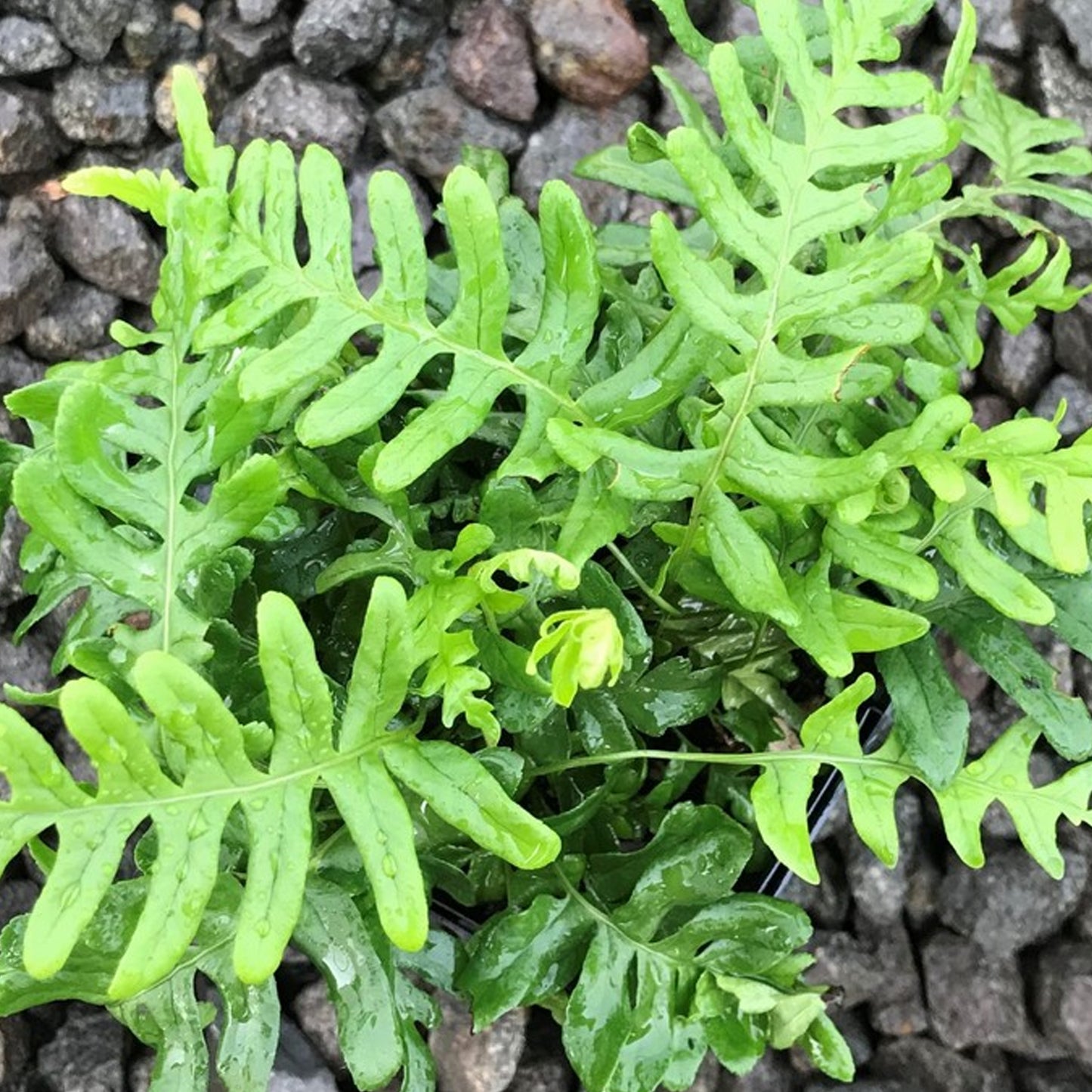 Polypodium Vulgare