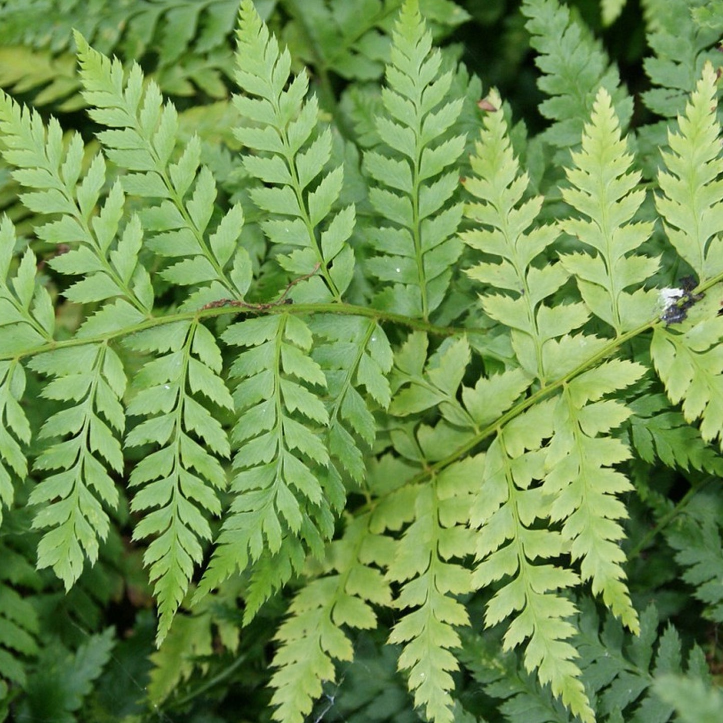 Polystichum Braunii
