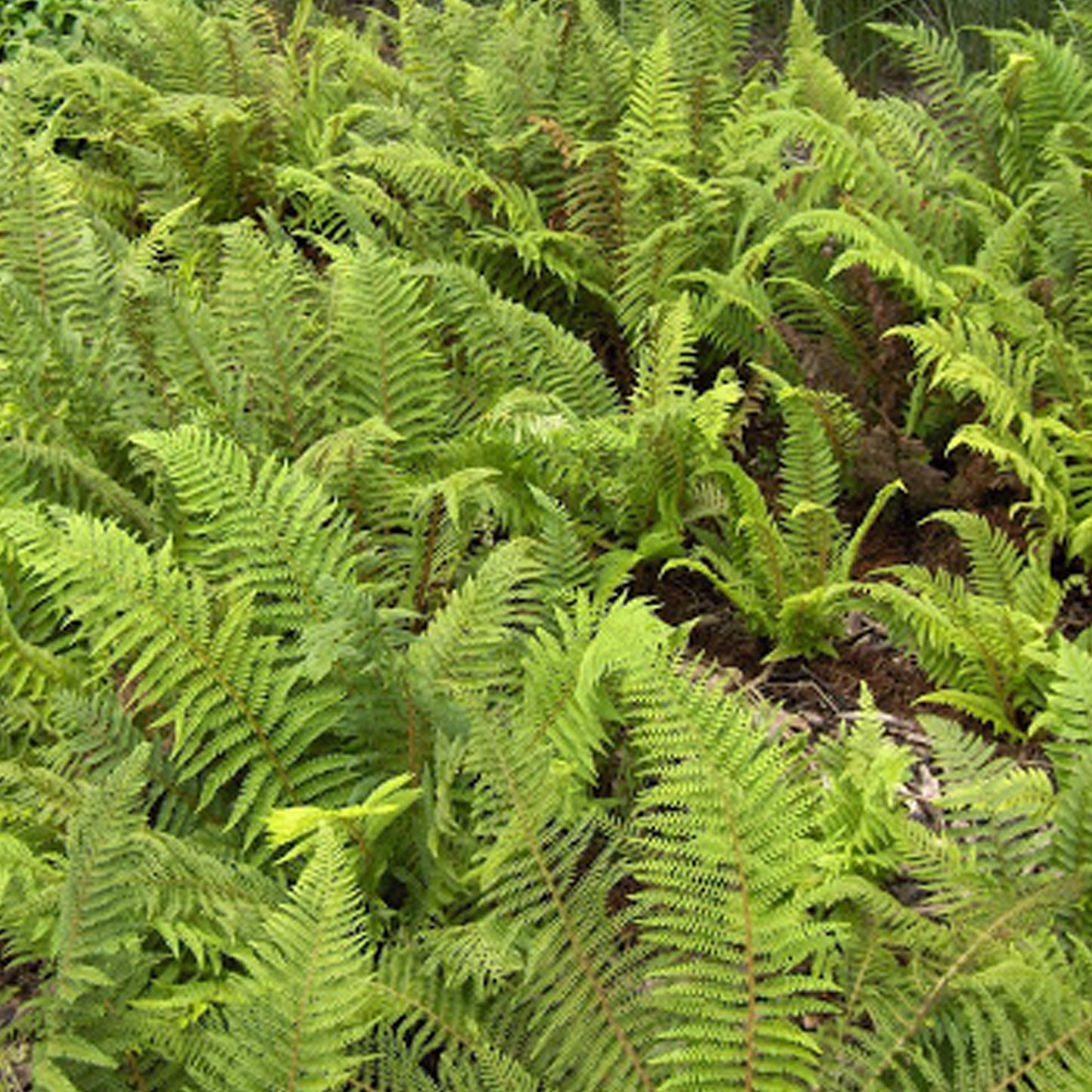 Polystichum Proliferum