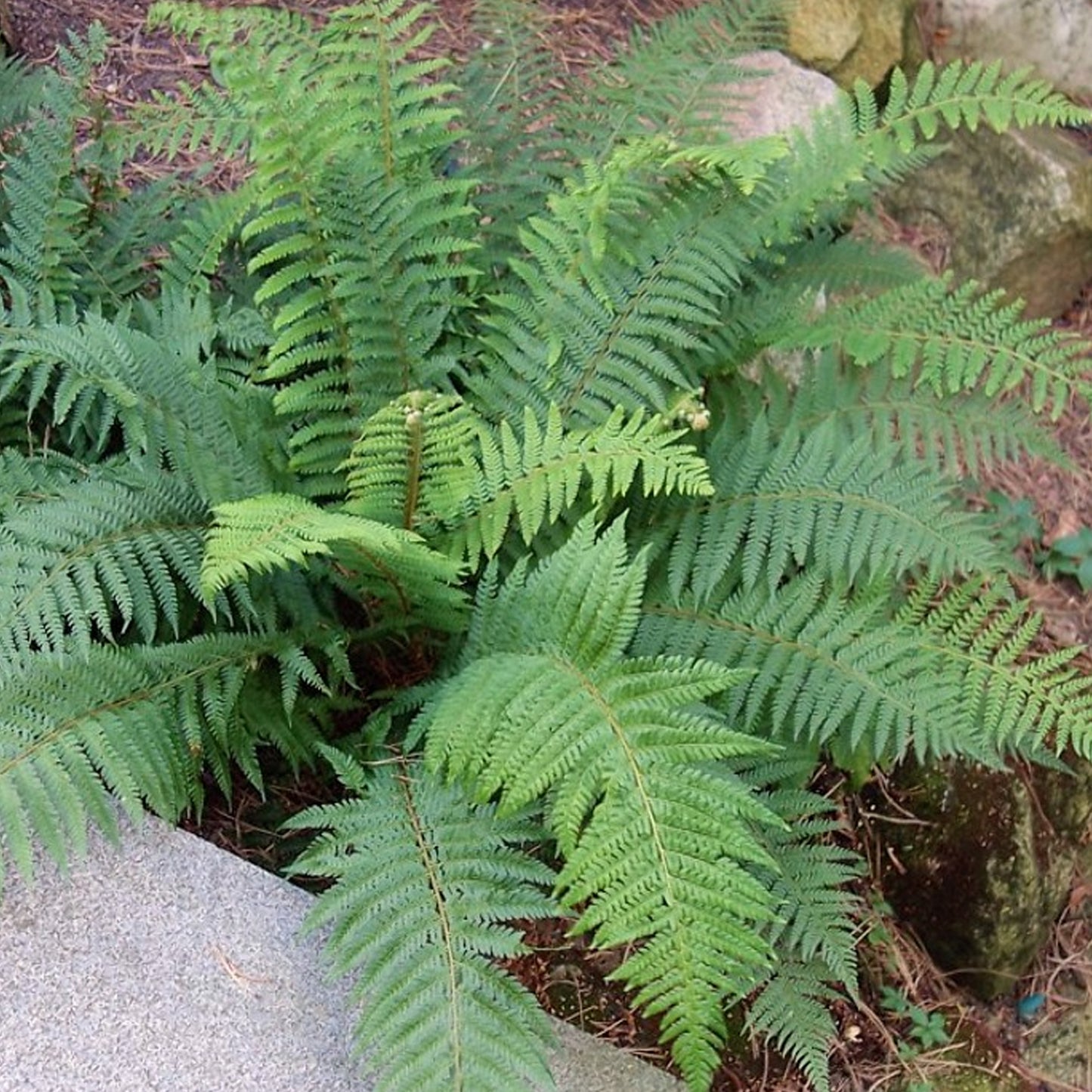 Polystichum Proliferum