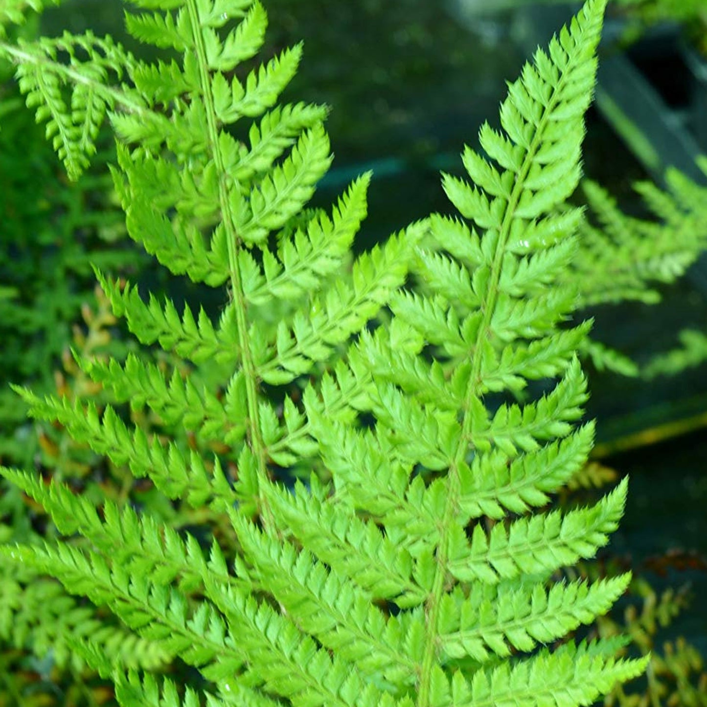 Polystichum Proliferum