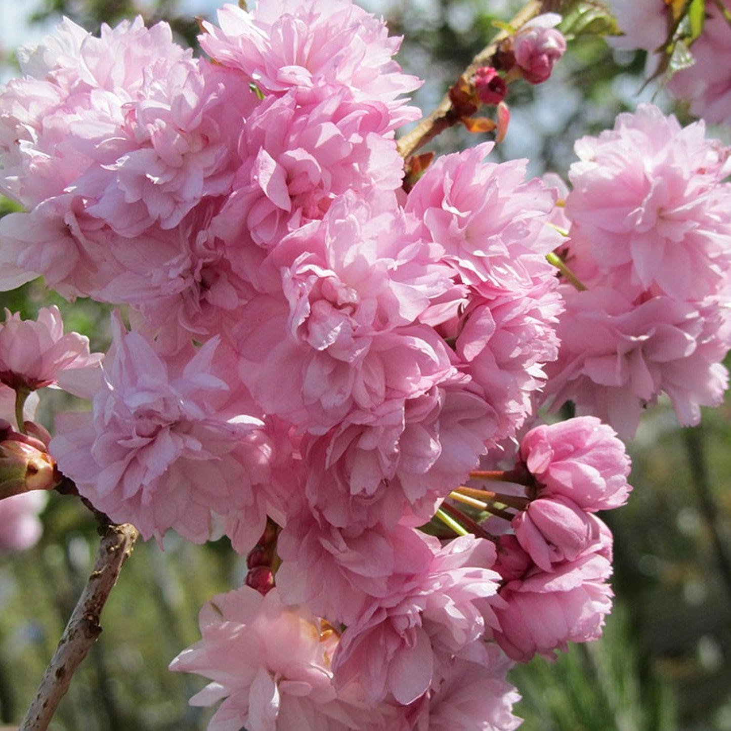 Prunus Kiku-shidare-zakura Patio Tree