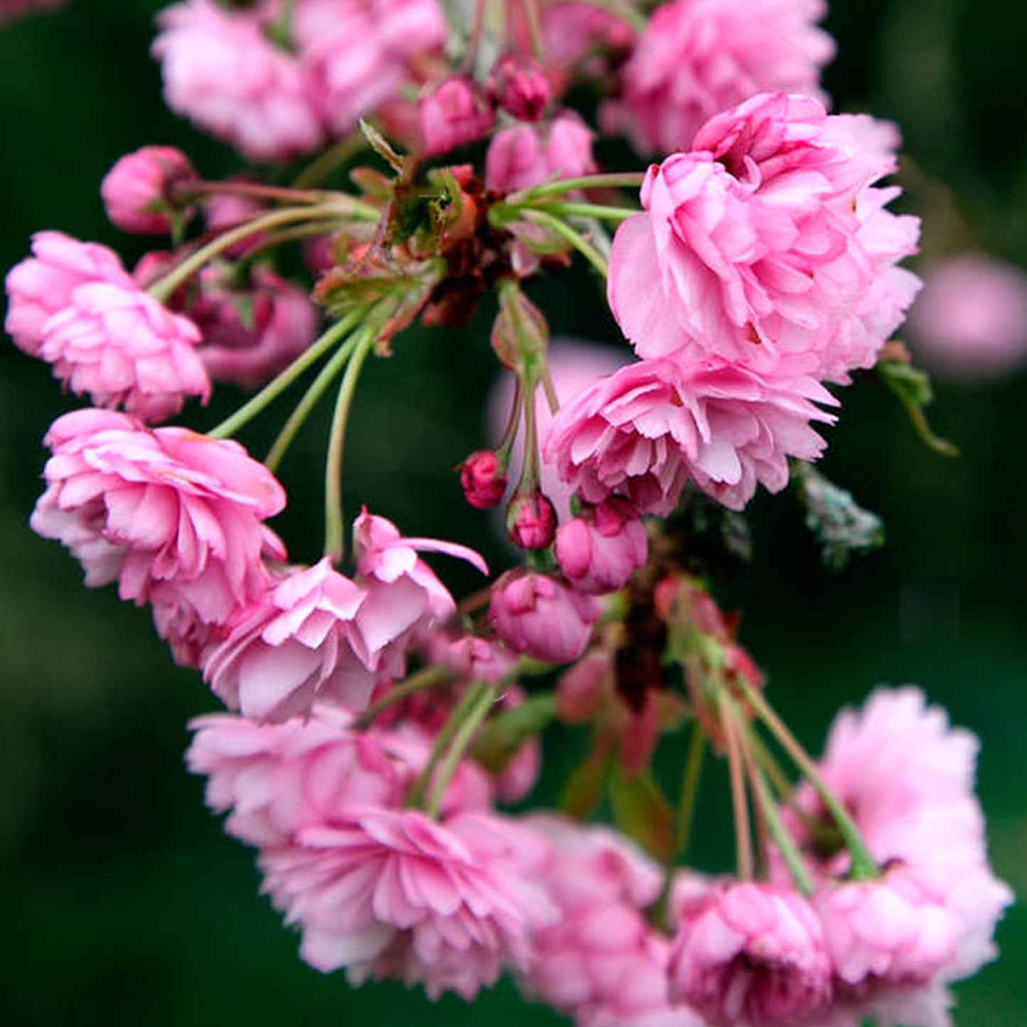 Prunus Kiku-shidare-zakura Patio Tree