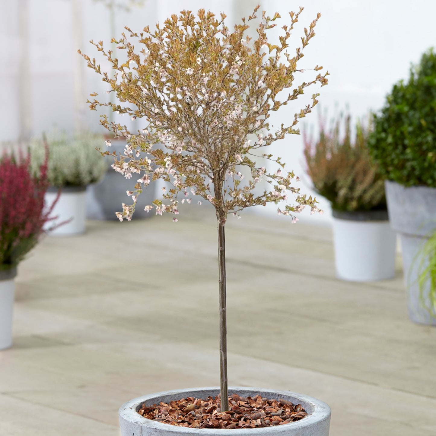 Prunus Kojou-No-Mai Patio Tree